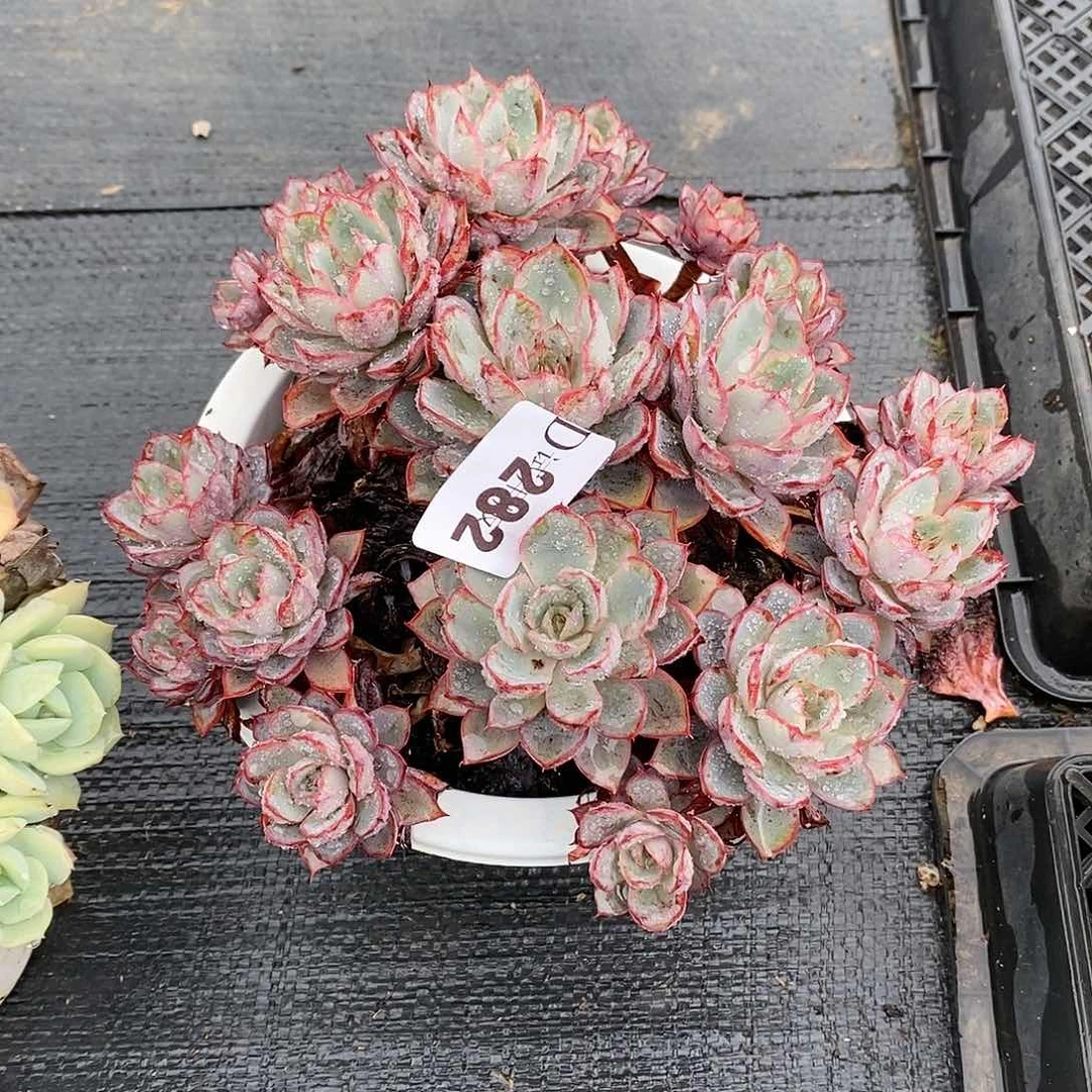 姐**_282赫拉多肉植物