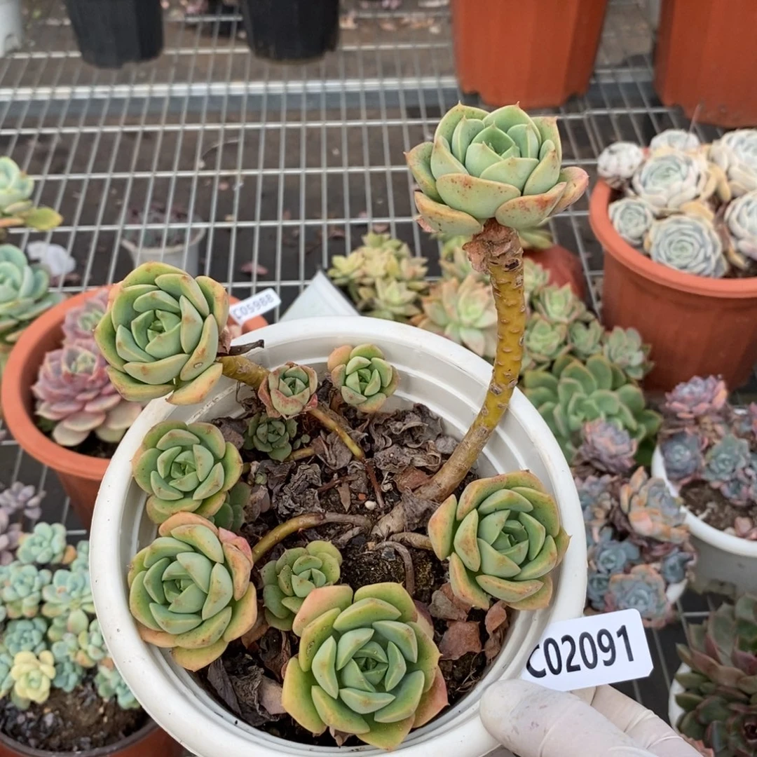 2091尼可莎拉玫瑰一物一拍