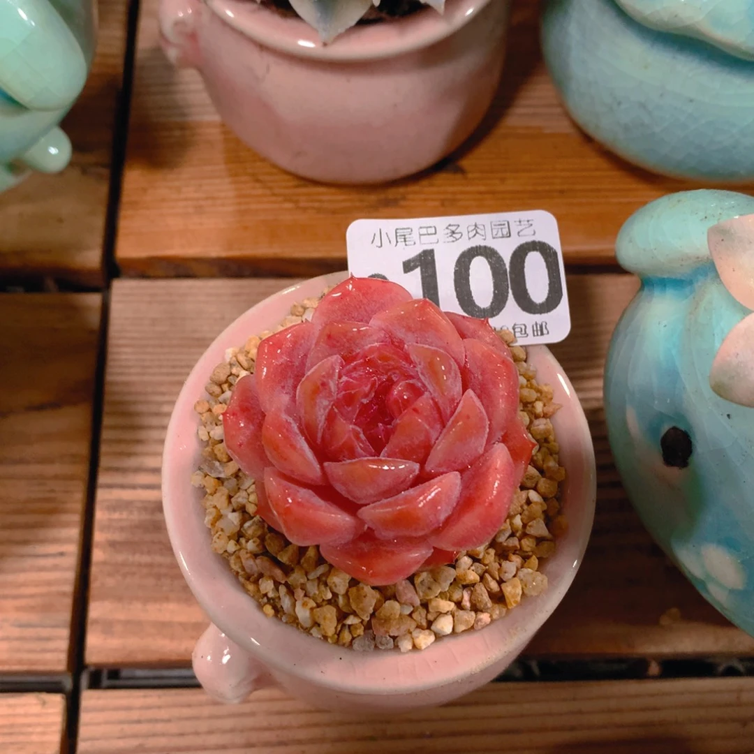 小尾巴5CM迷你拇指盆O100