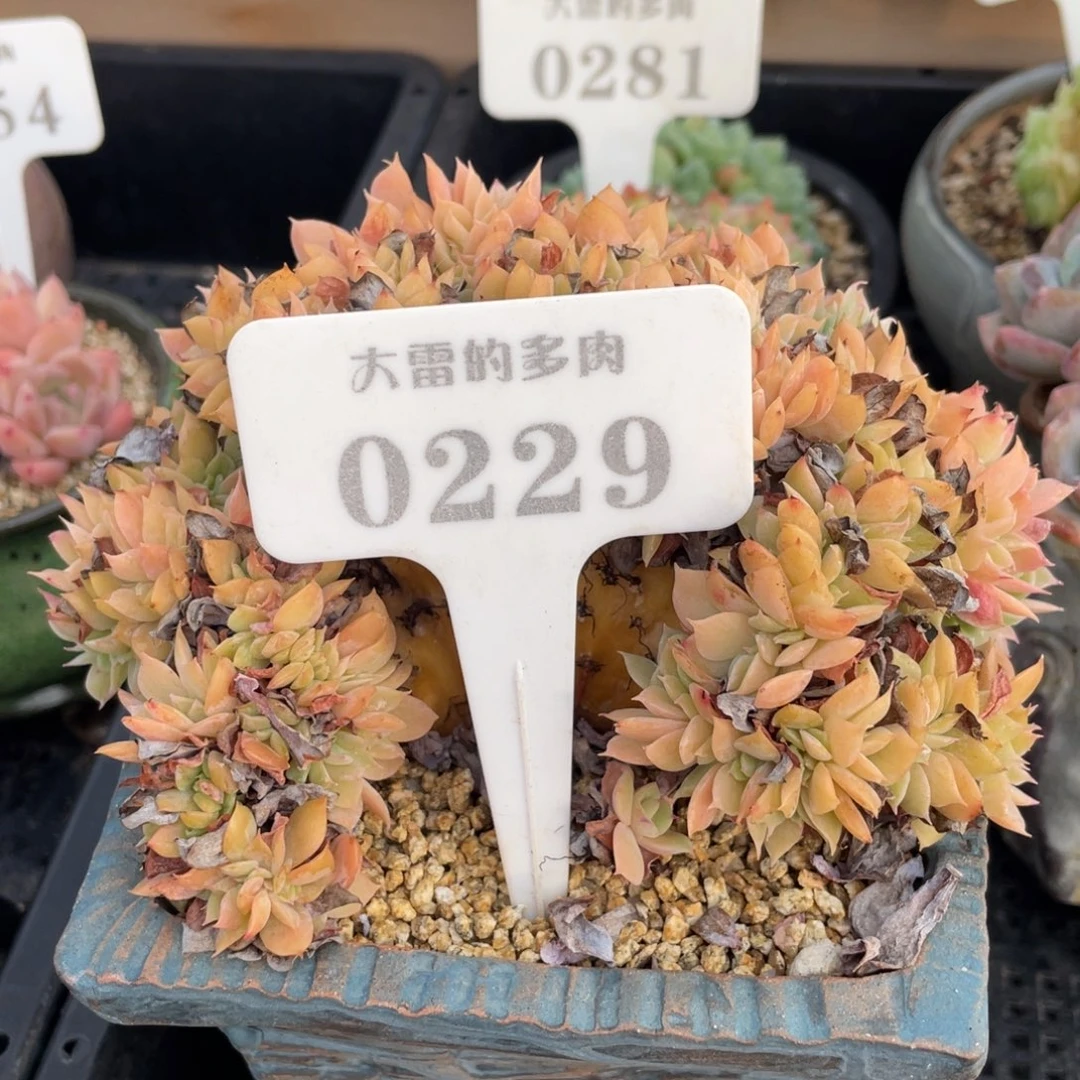 C****没0229丝绸面纱不带盆啦啦