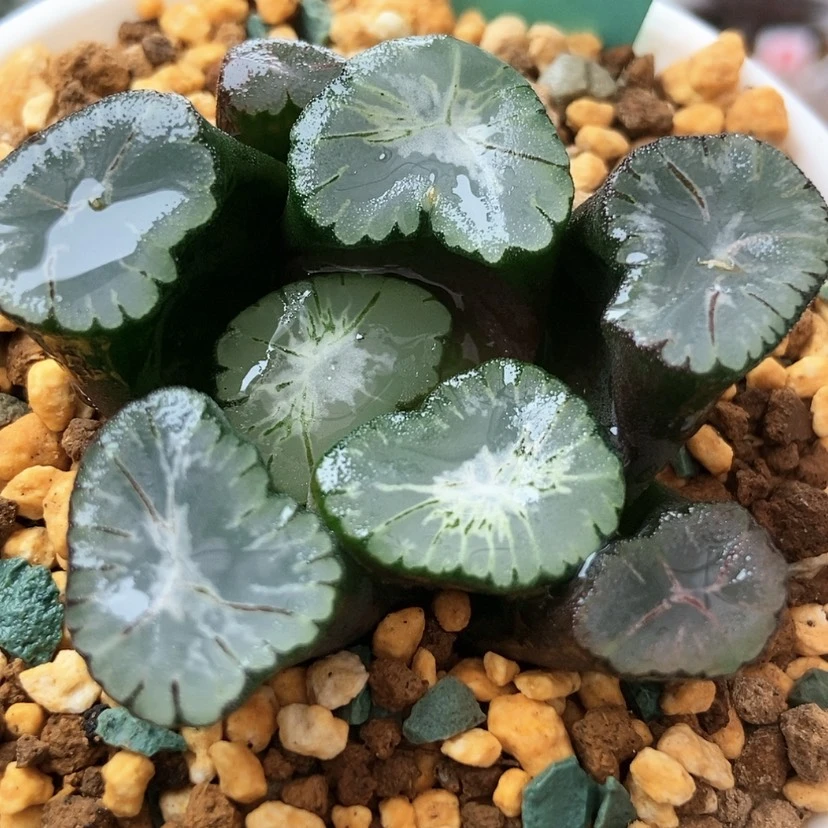 【闪购商品】是****了大爆炸万象133