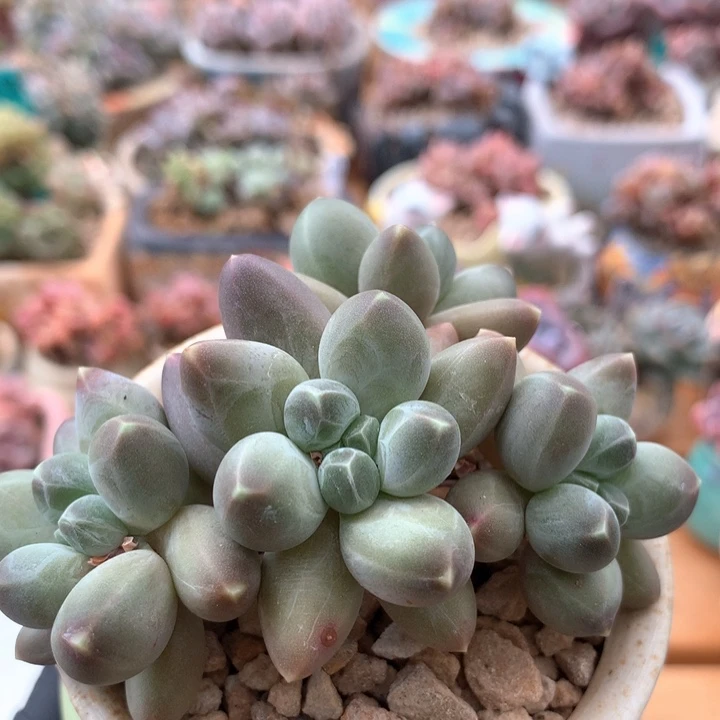 星空美人多肉 005