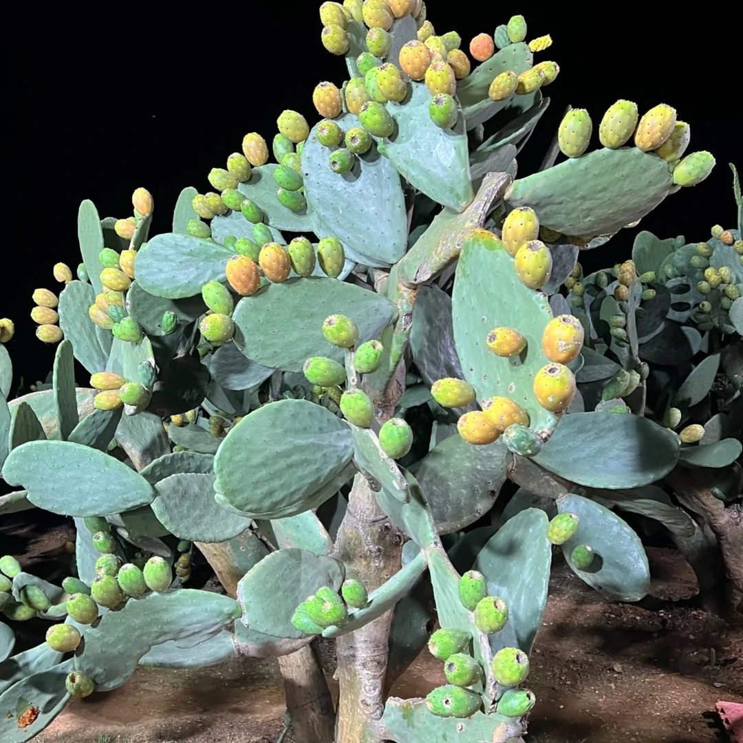 仙人掌可食用美容灌肤无刺盆栽多肉绿植种植