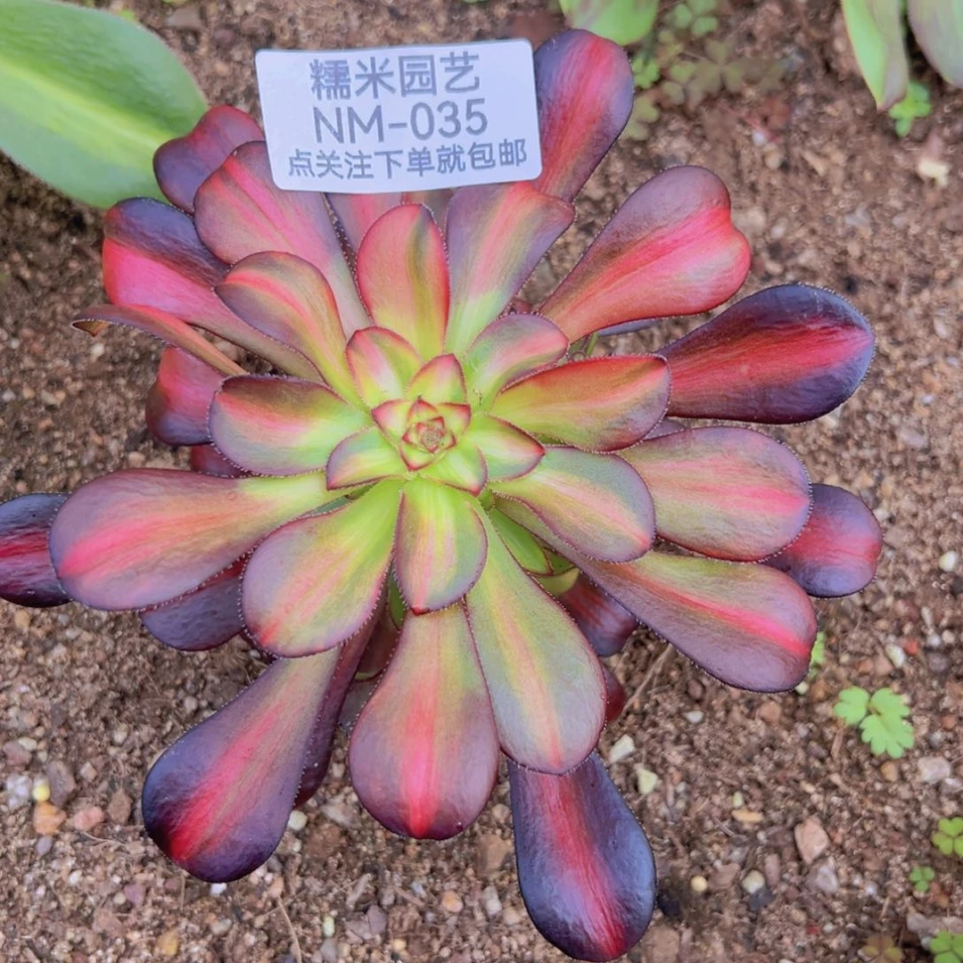 晚霞花蝴蝶多肉植物035