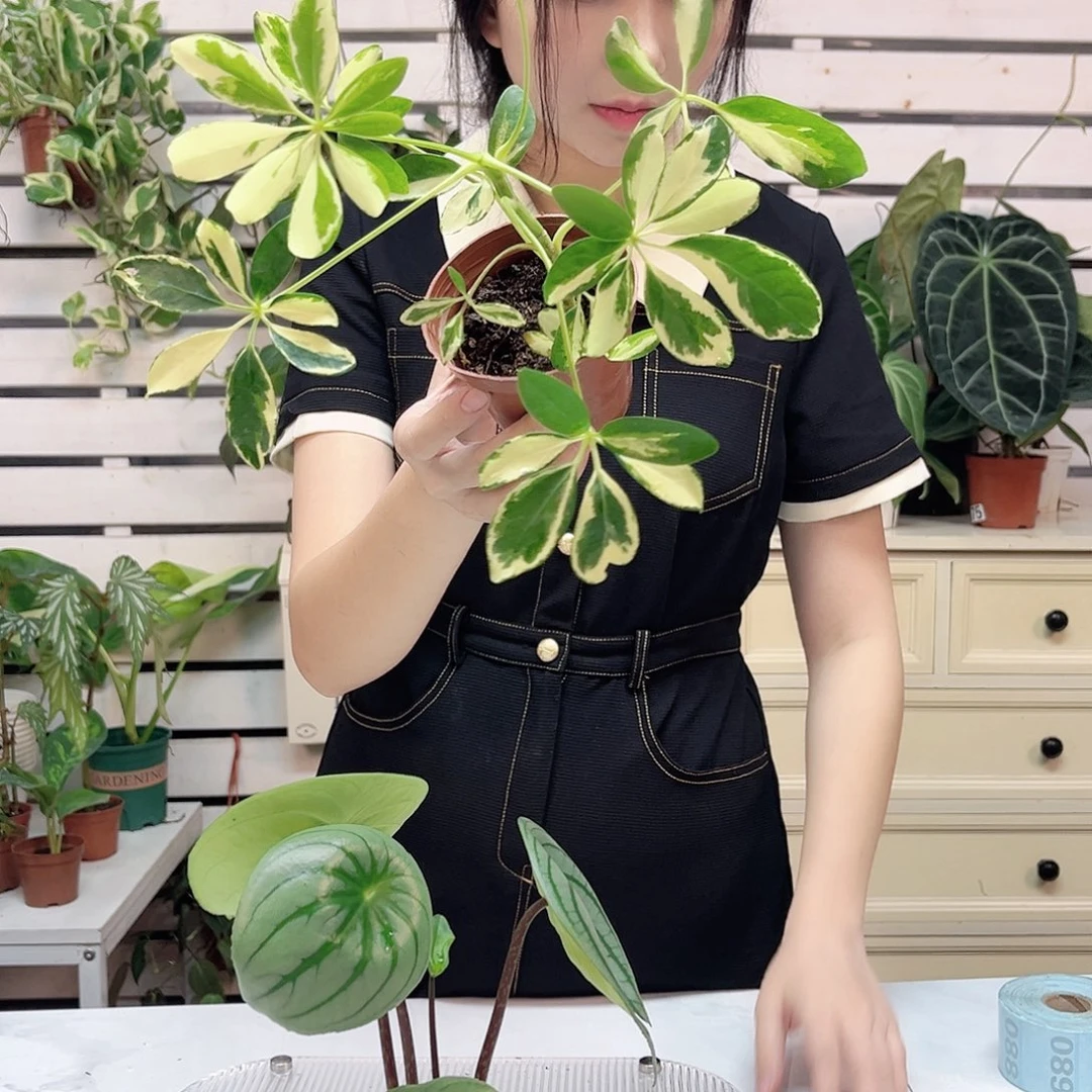 无花朵花叶鸭掌木