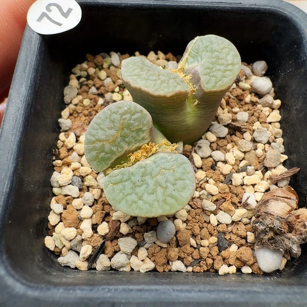 多肉植物福利风铃72