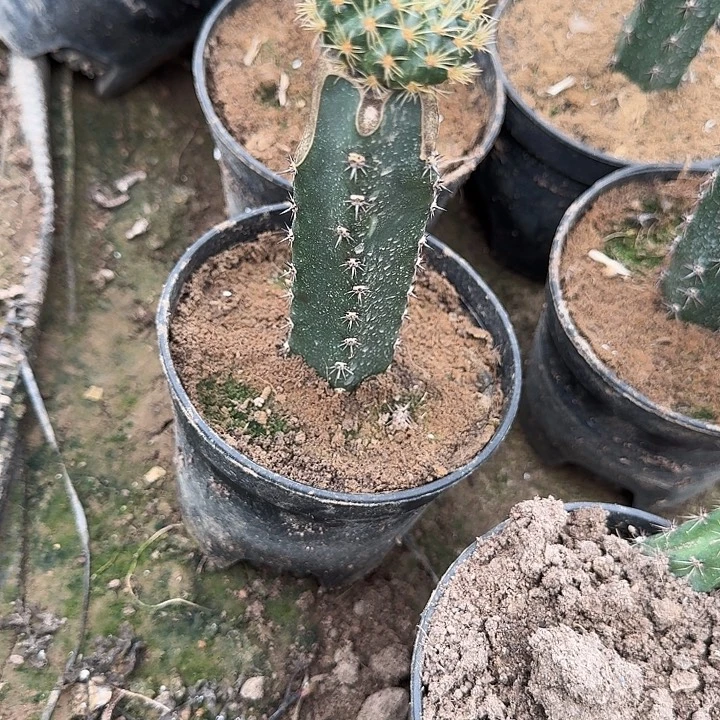 灵***妹玉牡丹袖蒲嫁接3号