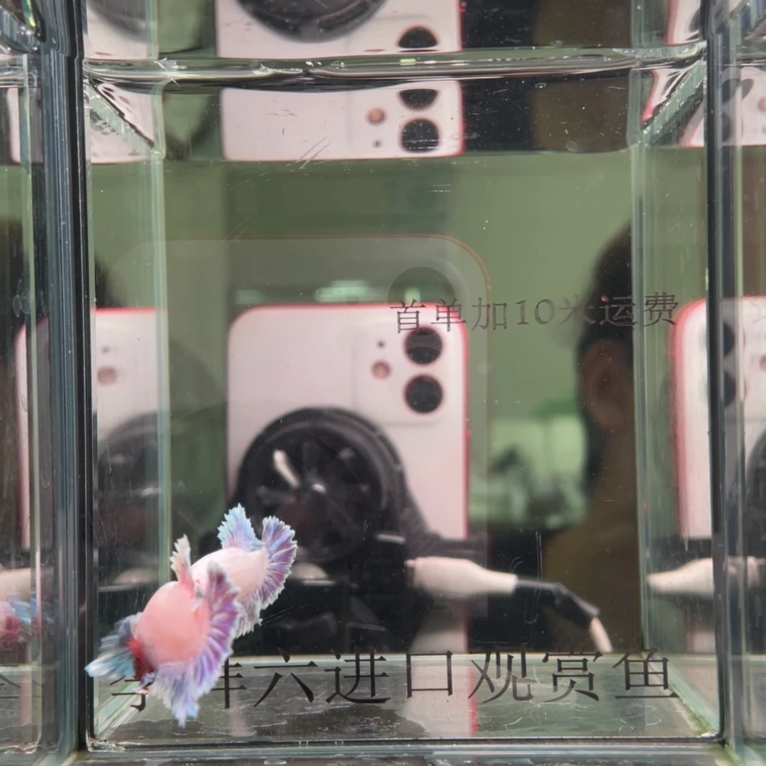 斗鱼印尼精品斗鱼24