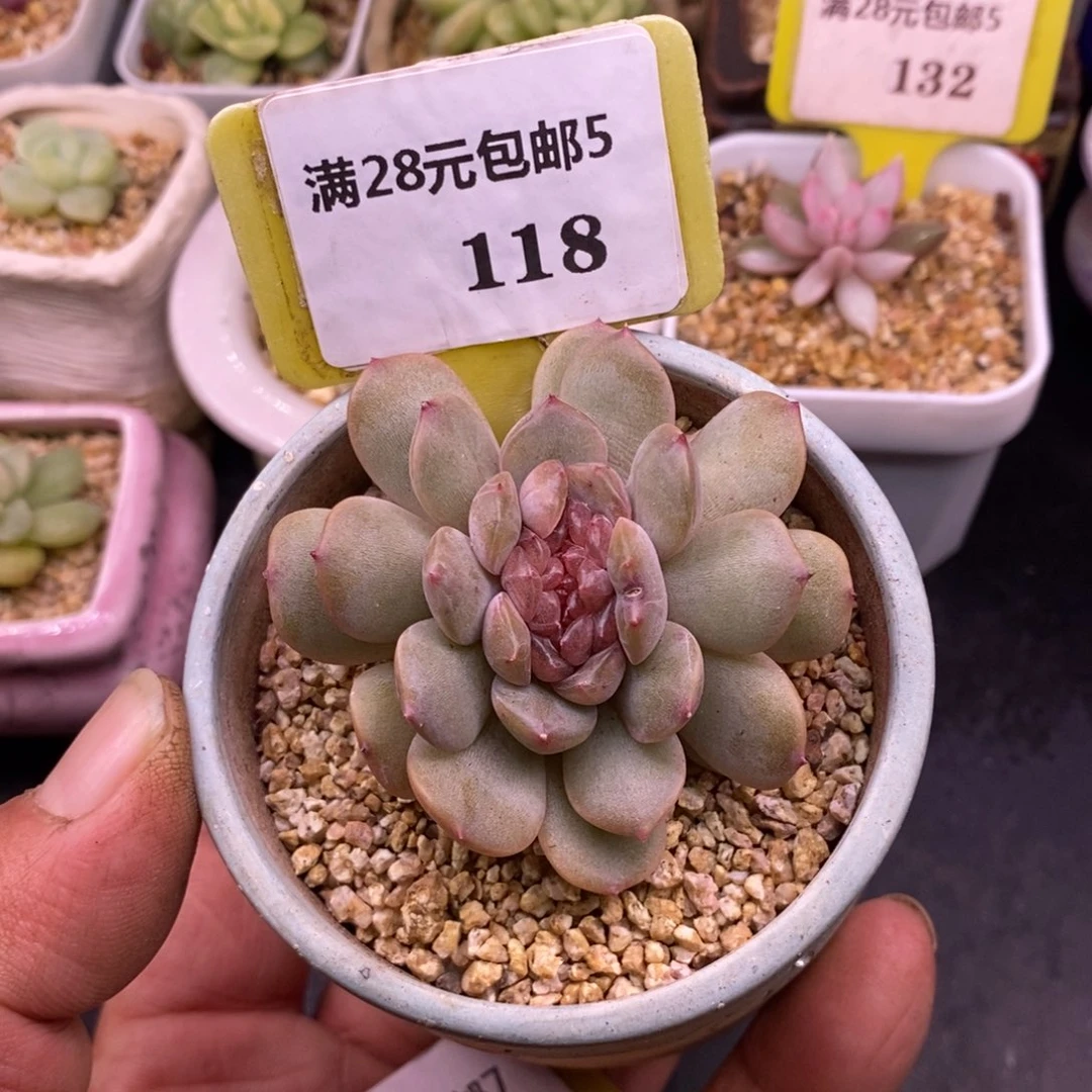 5118红恋精控缀化…………