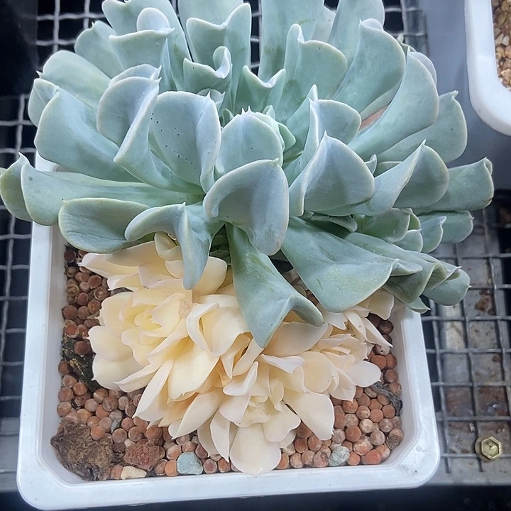 比***天特玉莲锦多肉植物