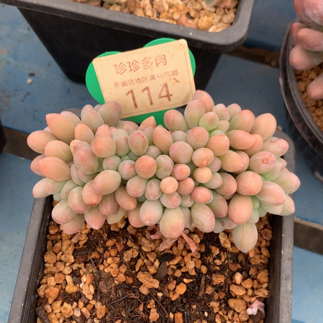汤圆缀化开播福利