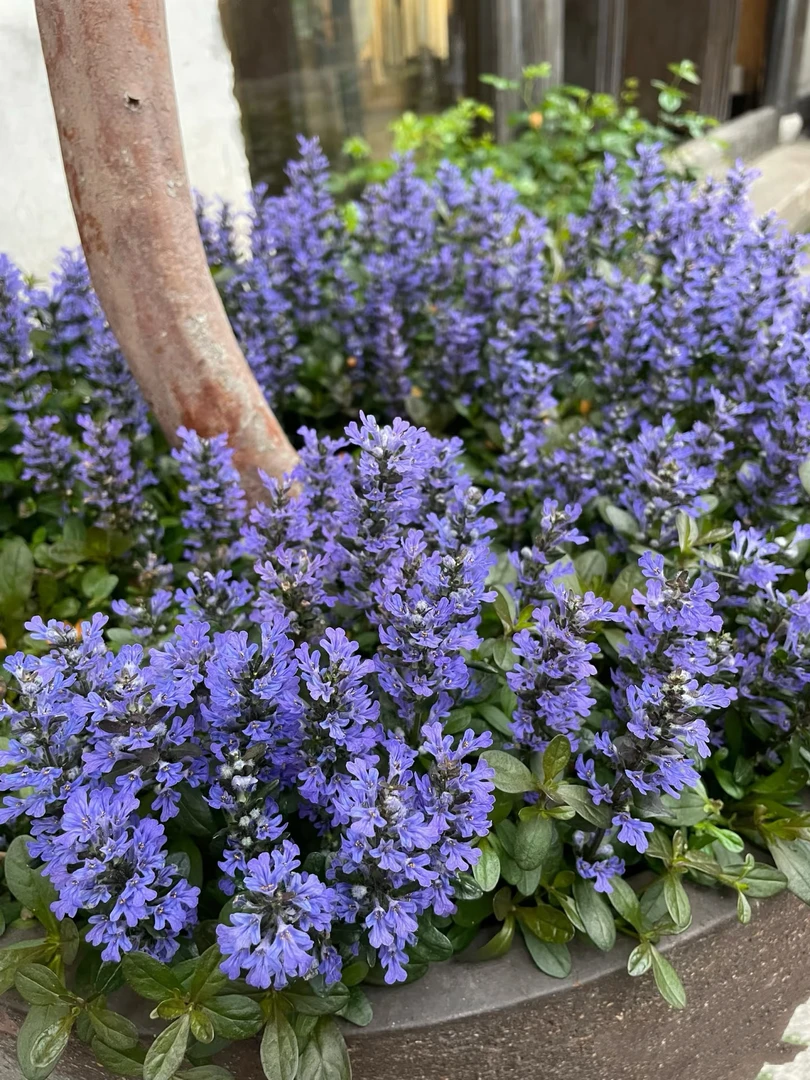 【筋骨草】花园必备套庭院阳台花友小花园植物