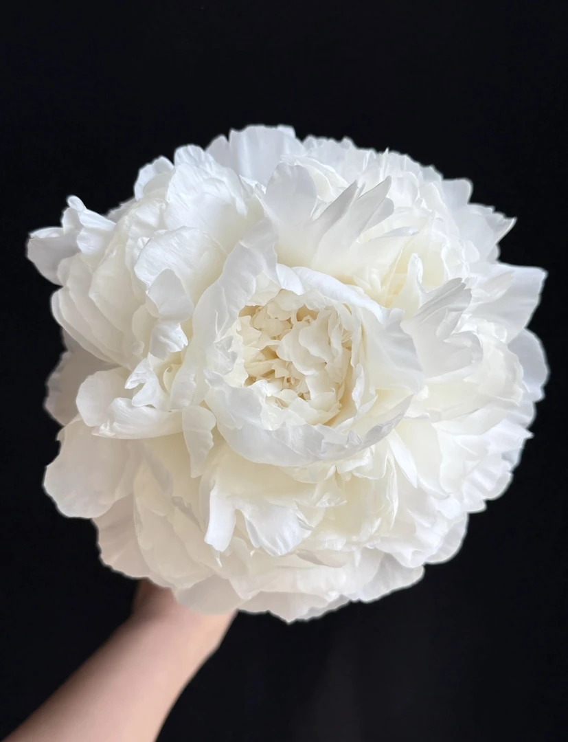 精品【巴林顿月亮】菏泽基地荷兰进口观赏重瓣芍药一年苗对版发货