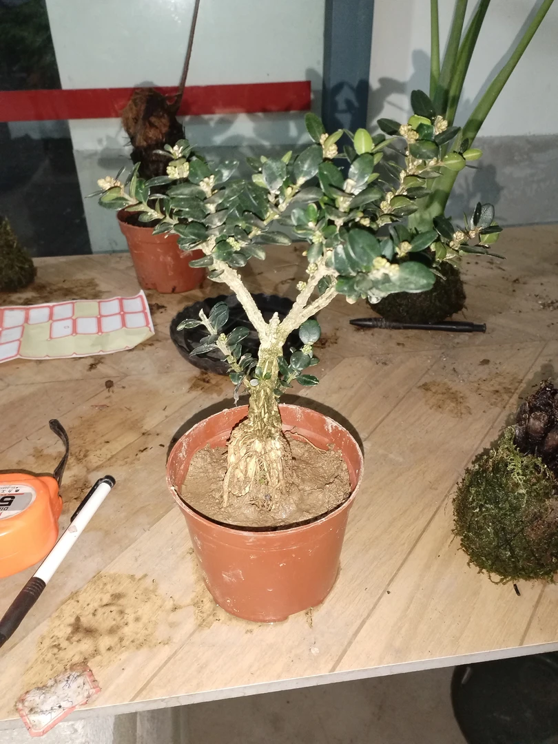 25黄杨 龙鳞 黑珍珠 室内绿植 室外绿植