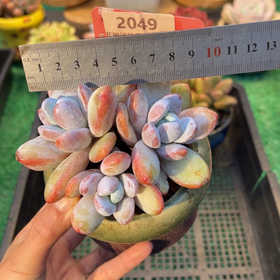 表妹精品多肉2049.