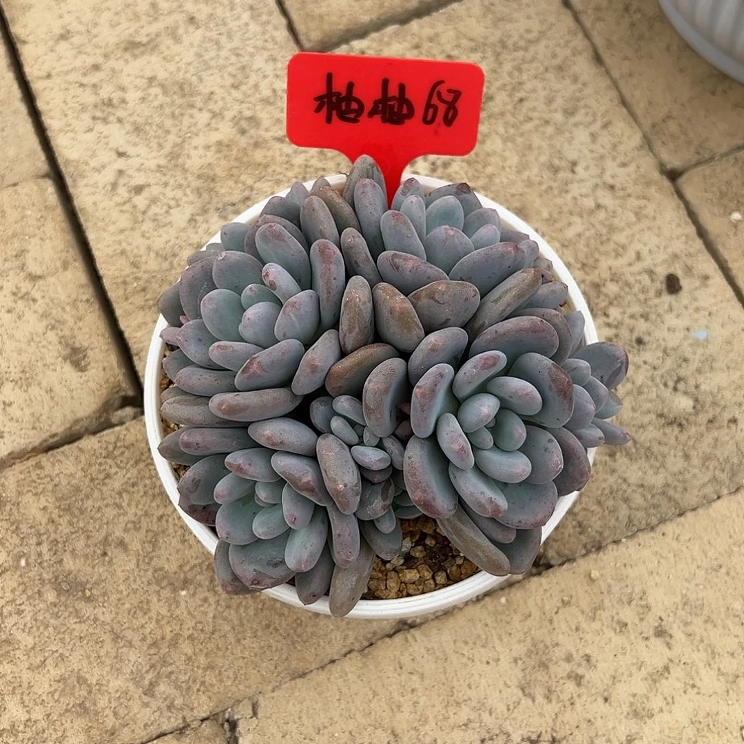 柚***肉柚柚68。