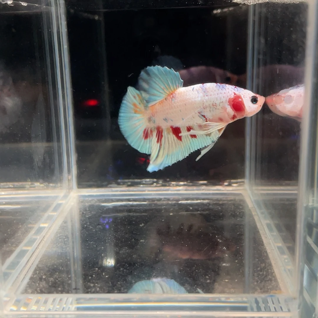 斗鱼12.13 白糖 073