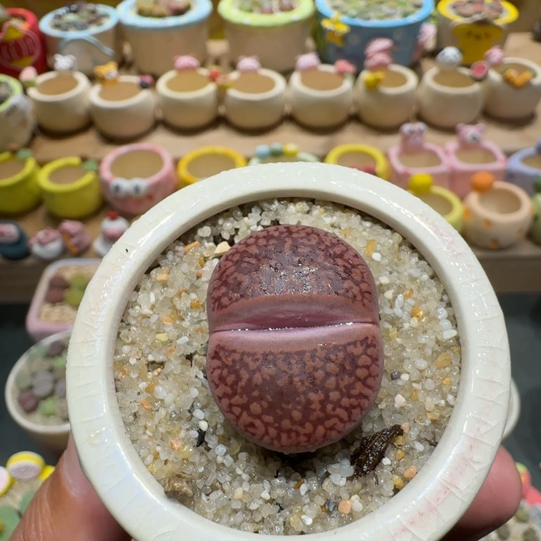 蘑菇1232日轮多肉植物