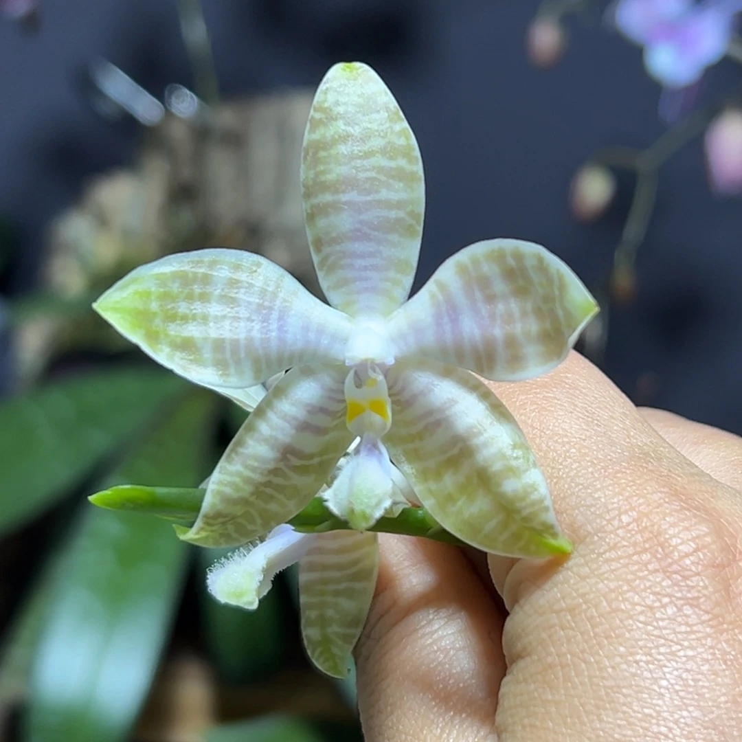 海***石大部分花苞少量开放