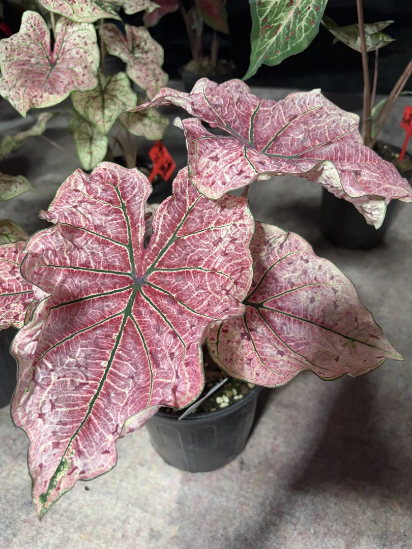 进口球大球彩叶芋一物一拍室内观叶绿植室内绿植盆栽种球