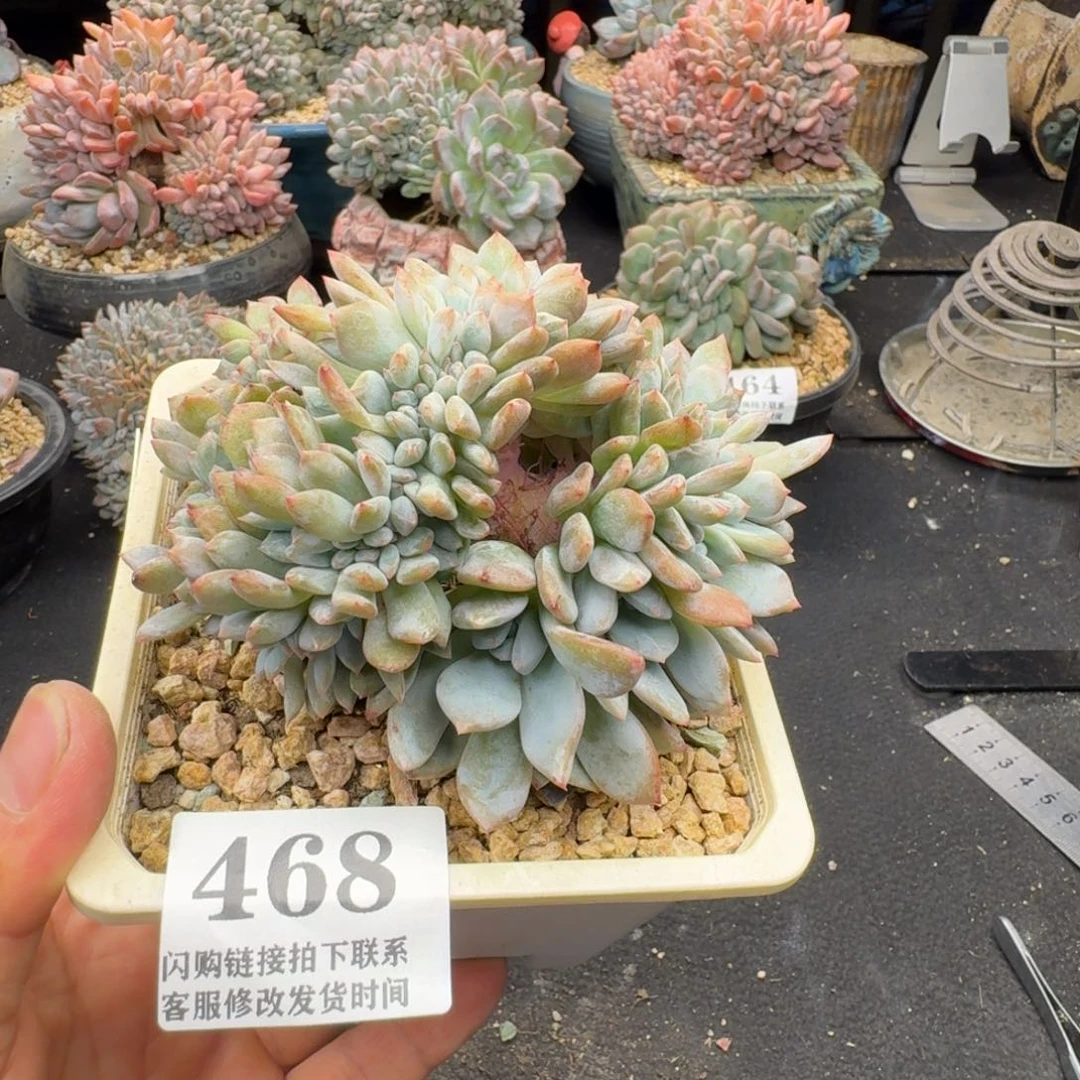 豆***哒468星影缀有瑕11cm左右（满58包邮冷链）