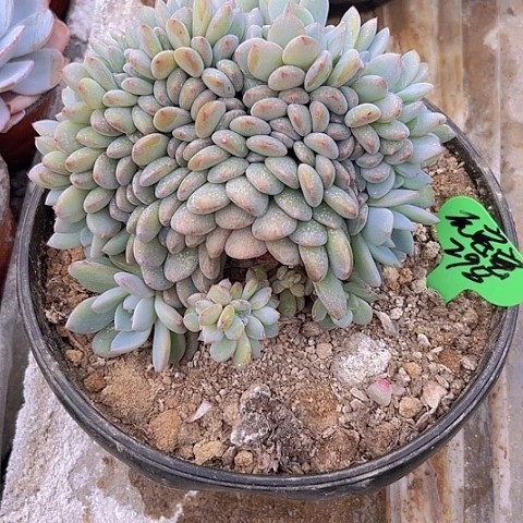 一物一拍星影缀化