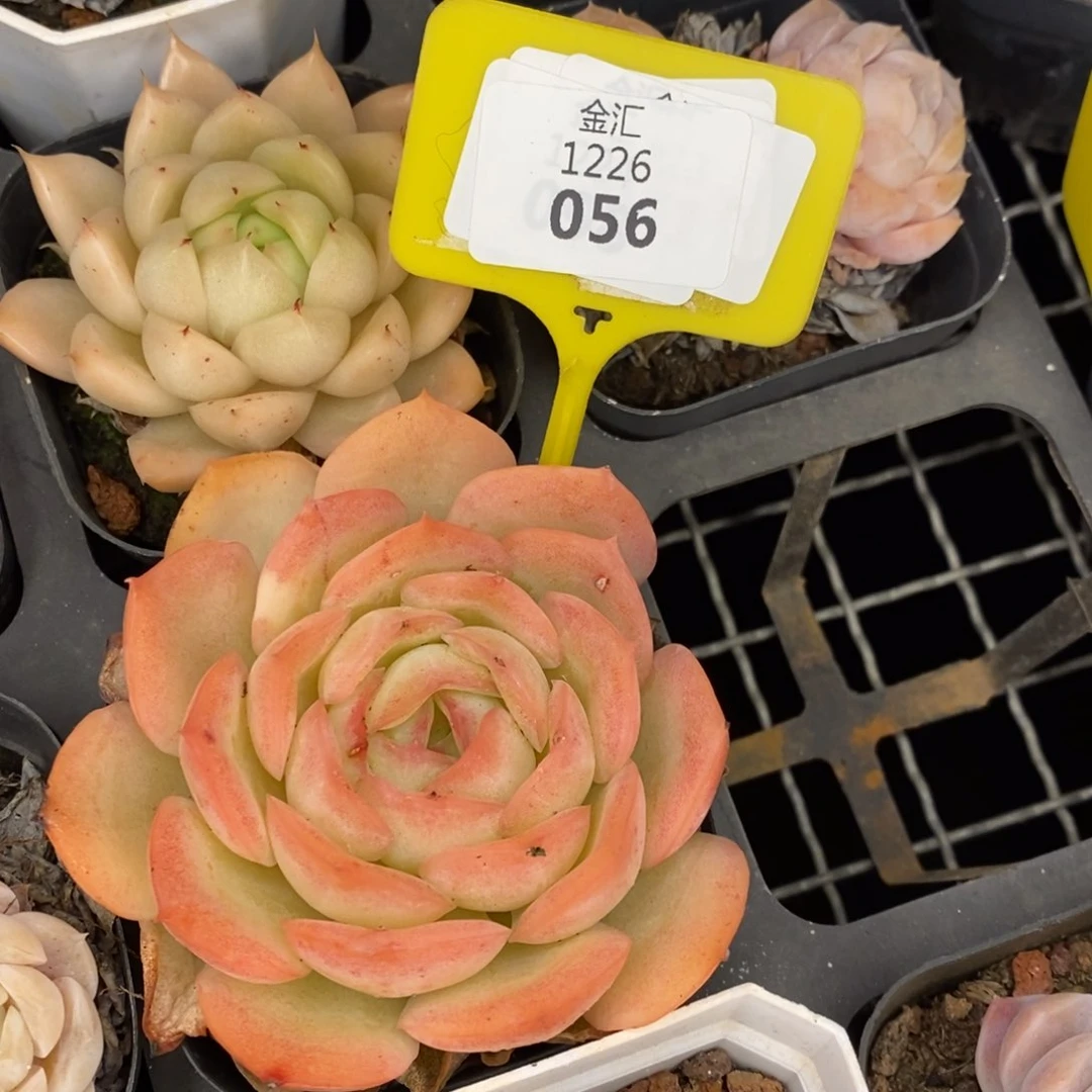 蜜桃泡泡。1226056