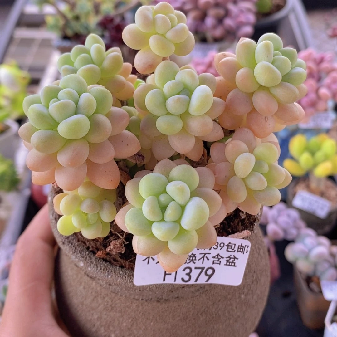 洛可可9cm379多肉植物