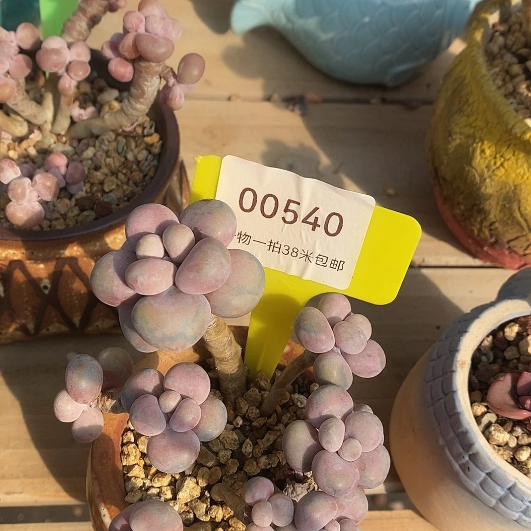 00540，out啦凑咯咯，