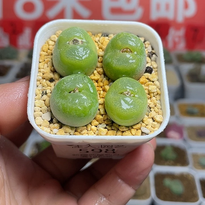 佳人园艺多肉生石花翠光598