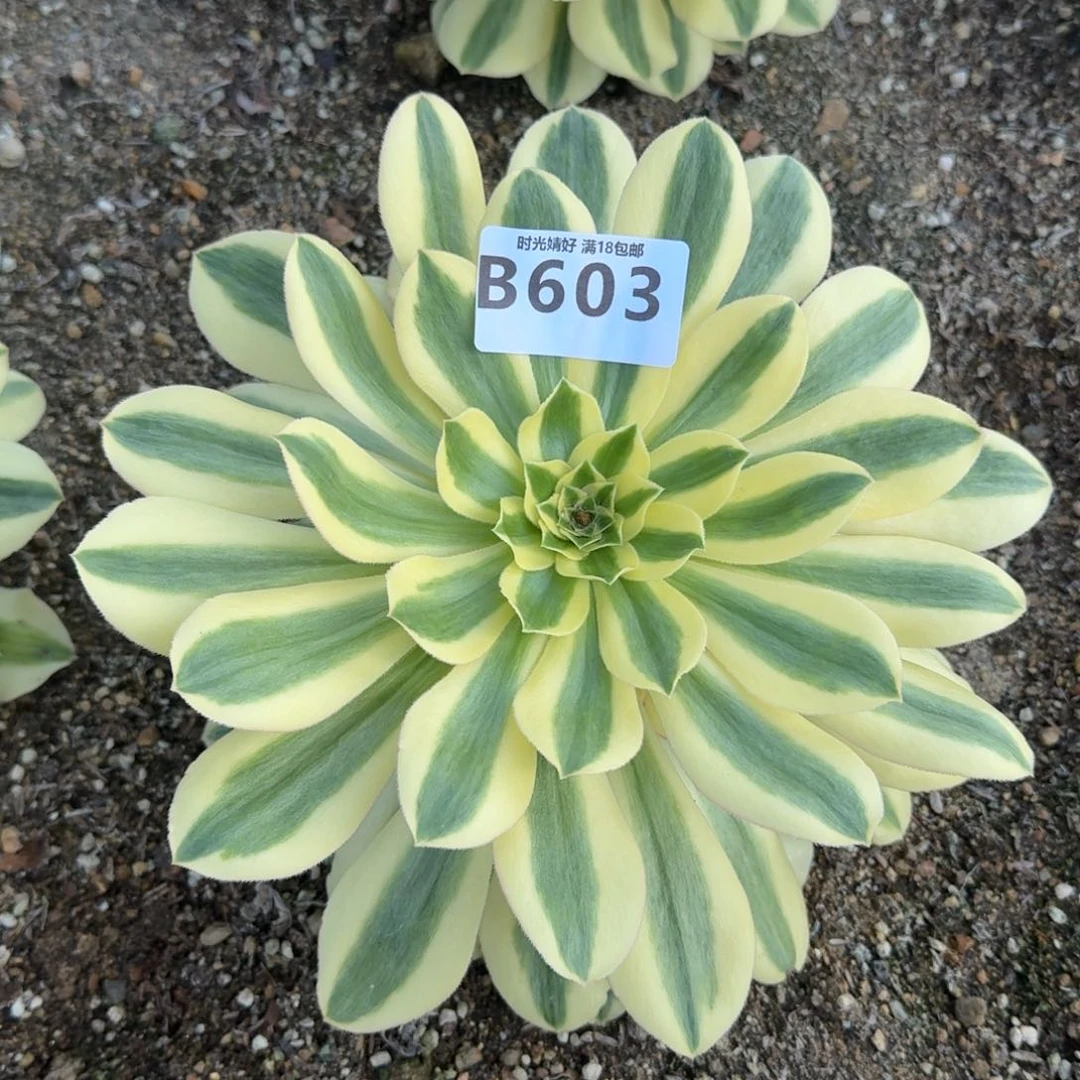 水*珑603绿珀多肉植物