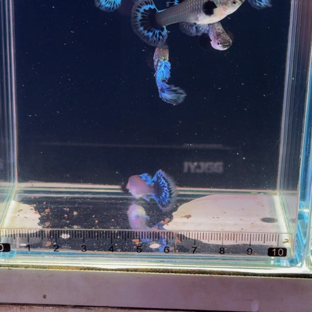 孔雀鱼青花瓷1对，新疆西藏青海海南港澳不发