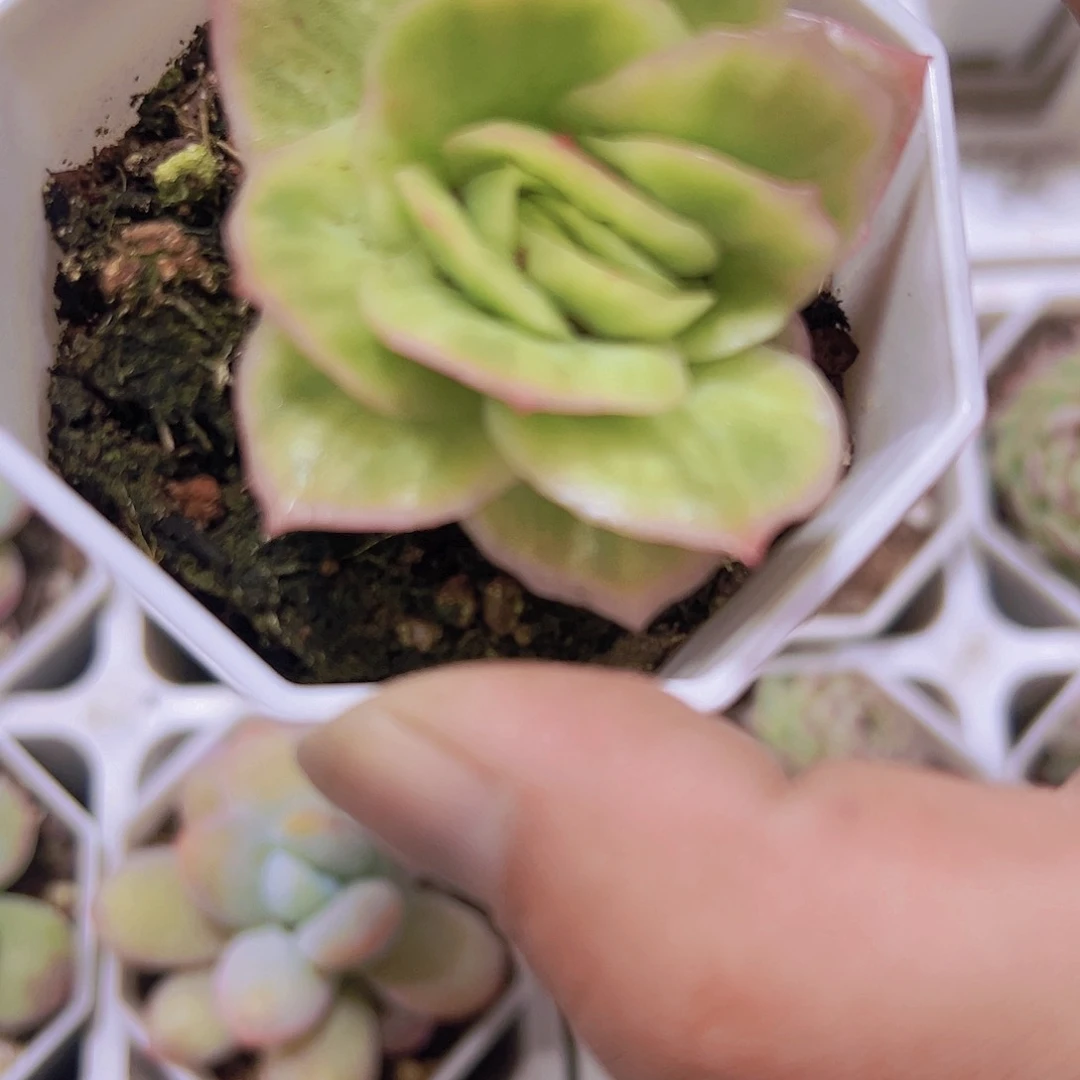 冰玫瑰锦带盆带土19包邮