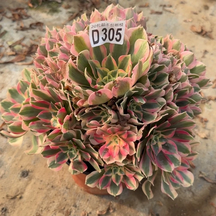 妖月……多肉植物……