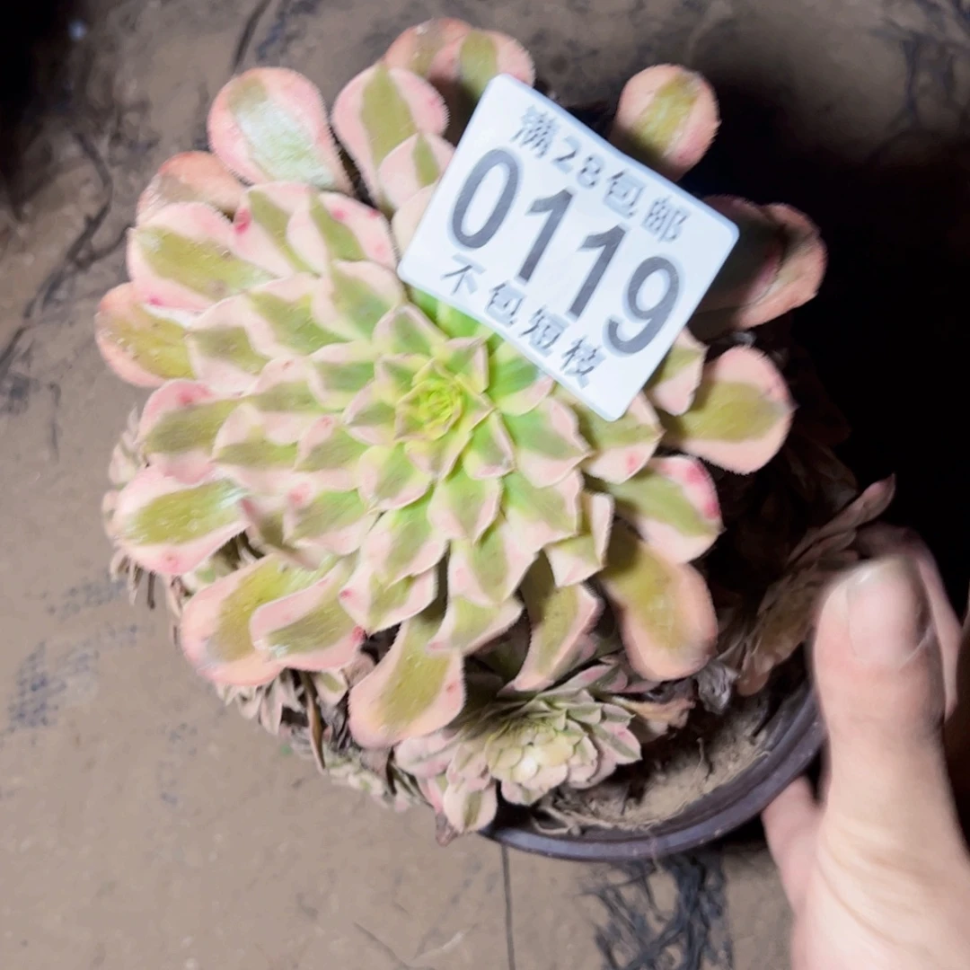 铜壶多肉植物0119