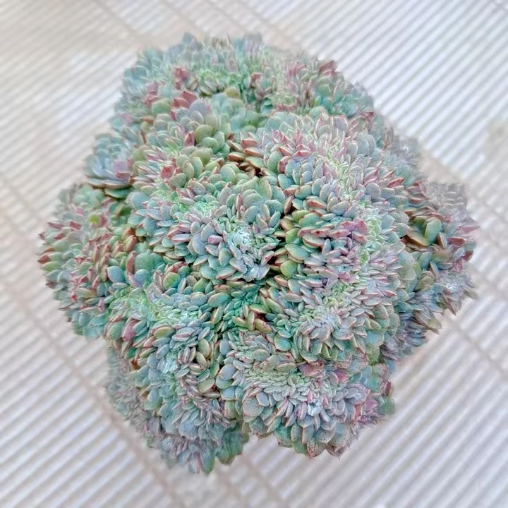 【纸风车缀化】黄大锤多肉阳台露台植物栽种养护
