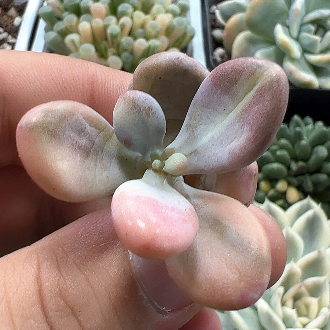 桃蛋锦 小方花圃一单包邮非偏远