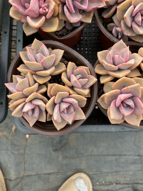 小彩虹糖 满9.9包邮