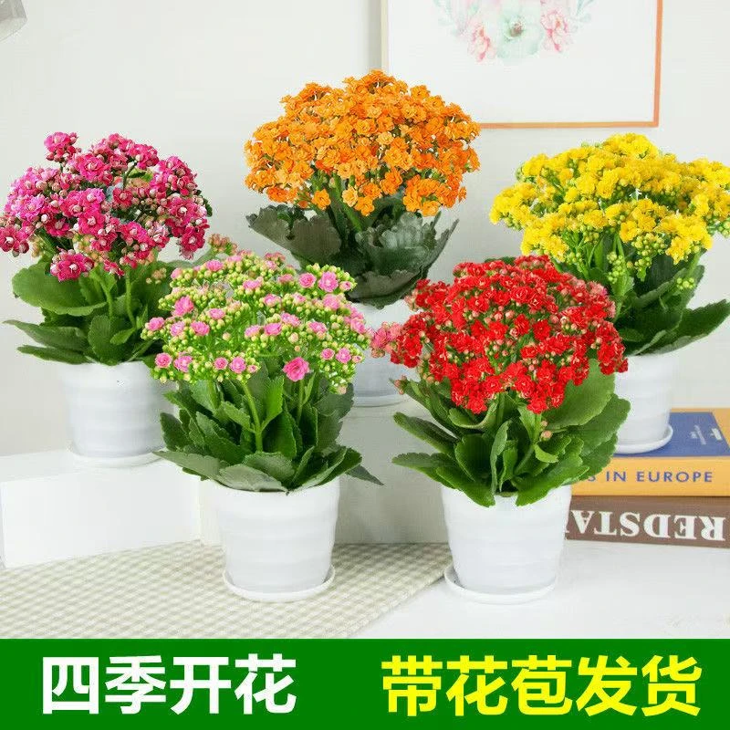 带花苞发货的重瓣长寿花盆栽室内绿植四季开花好养