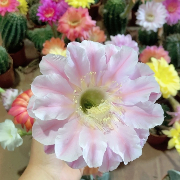 实生彩草一物一拍2