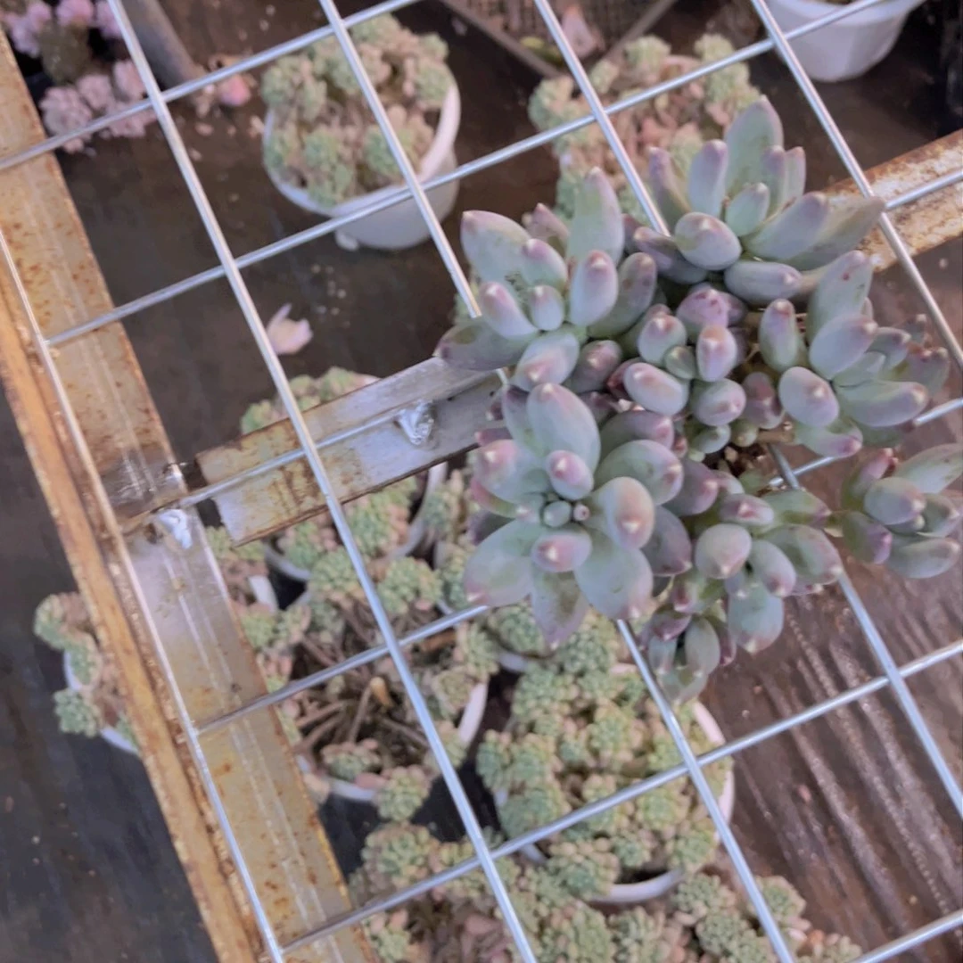 小*儿星空美人多肉美美美的