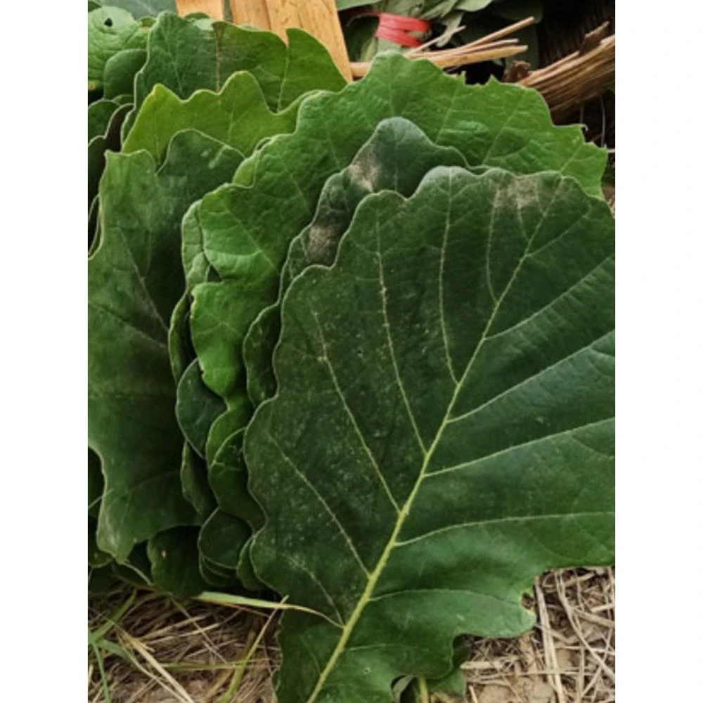 野生新鲜粽叶干粽叶柞树叶槲叶菠萝叶桲椤叶精大号胡叶/份
