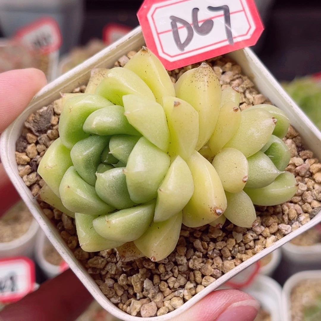 D67 一物一拍 18包邮