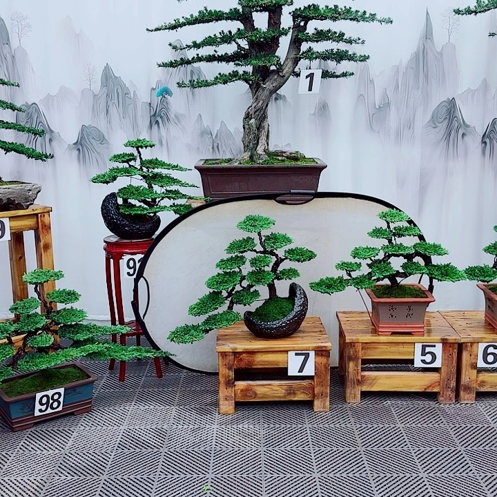 无花朵松柏盆景一物一拍