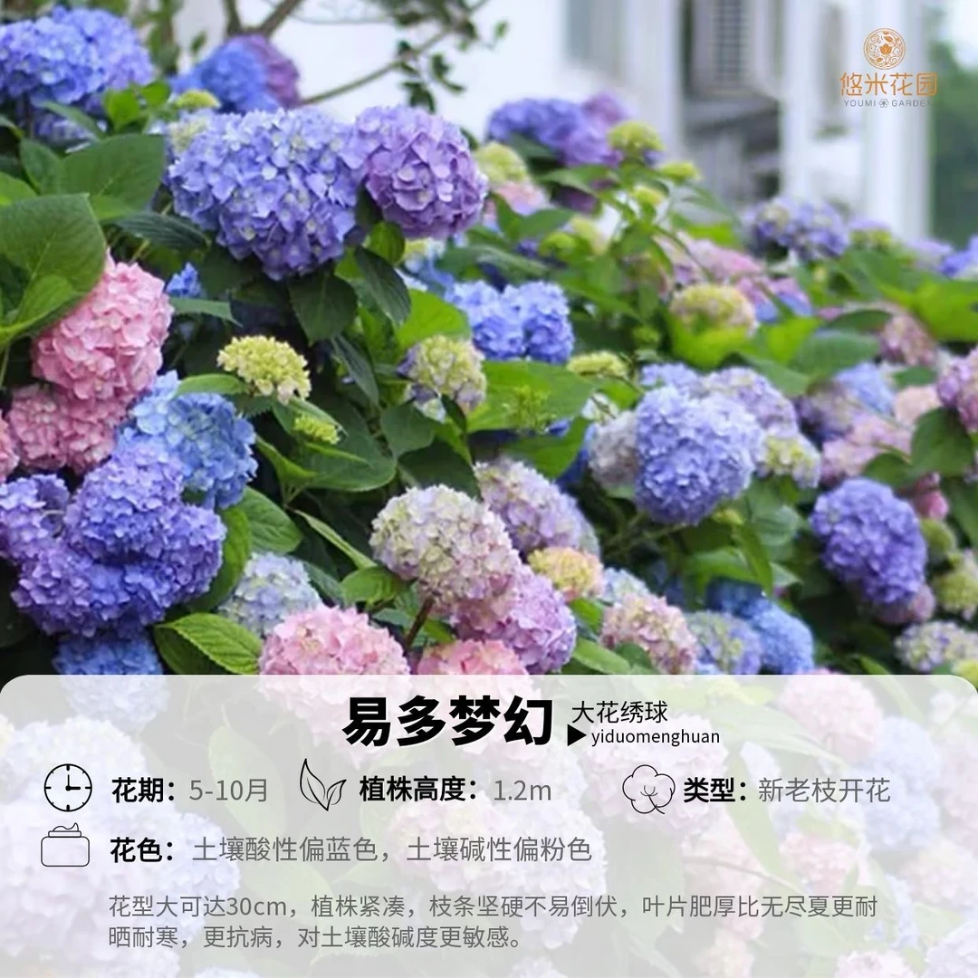 悠米花园【易多梦幻】 1.5加仑 精致大花绣球盆栽庭院阳台耐热直立