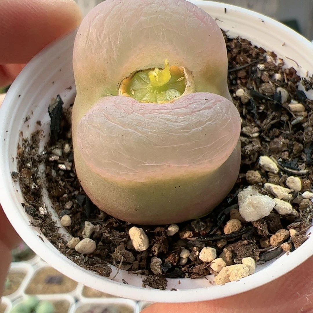 【闪购商品】390 嘴唇