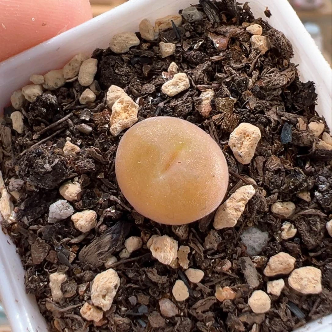 多肉植物50号空卡