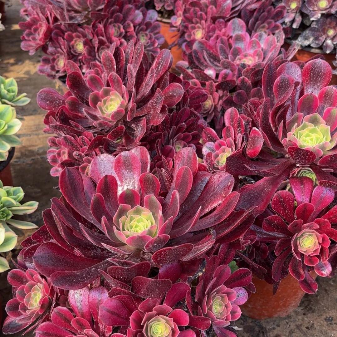 美杜莎9.9法师多肉嫩