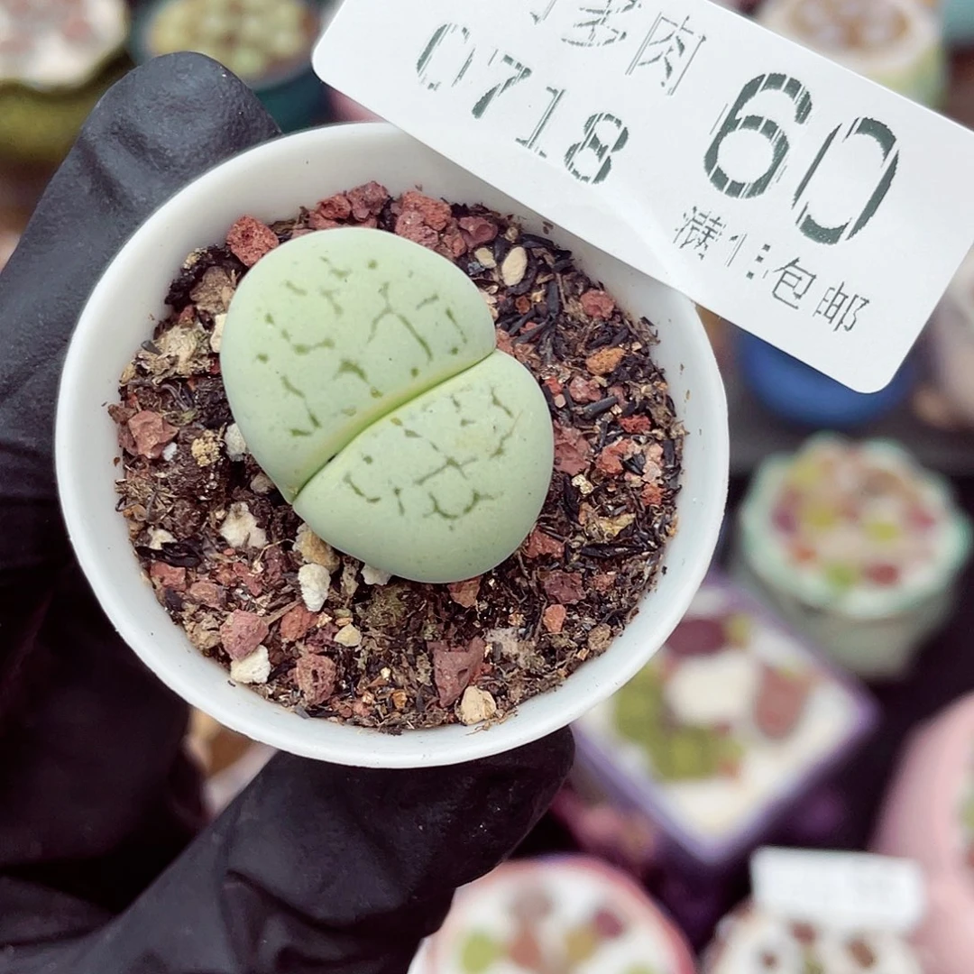 生石花满18包邮0718-60