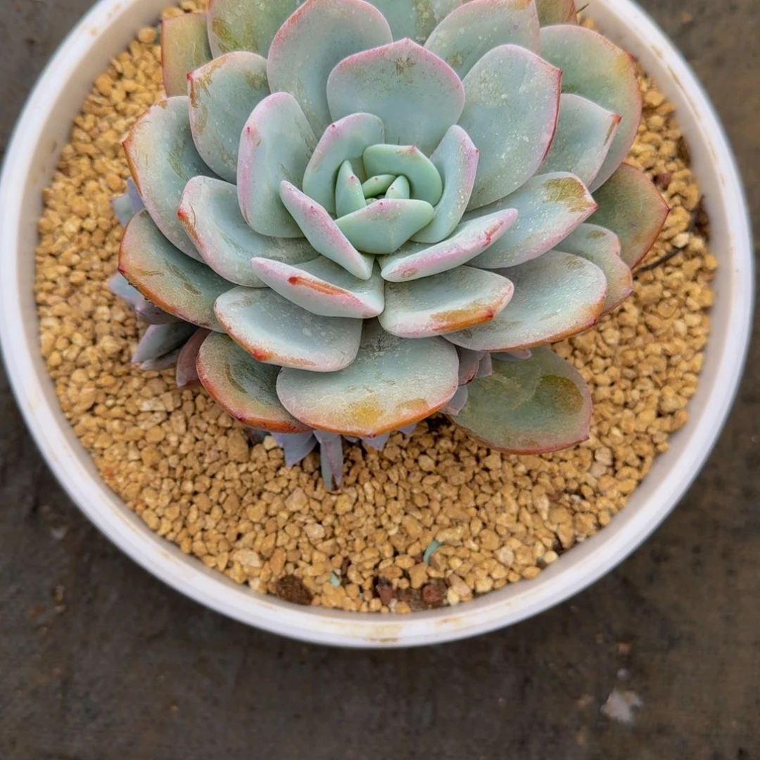 美***焕无花朵肉肉肉肉肉肉肉肉肉